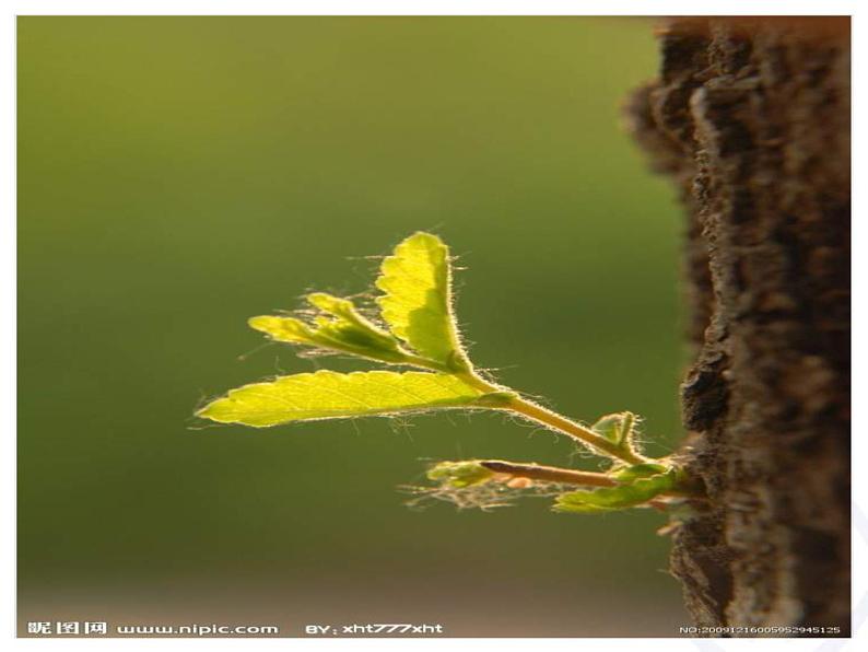 一年级下册音乐课件第二单元《欣赏 春之歌》 人教版   17张第4页