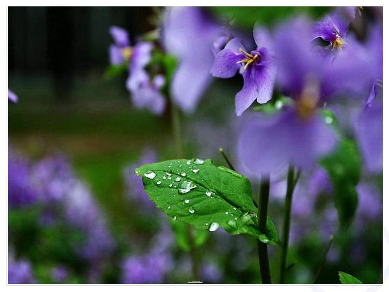 一年级下册音乐课件第二单元《欣赏 春之歌》 人教版   17张第5页