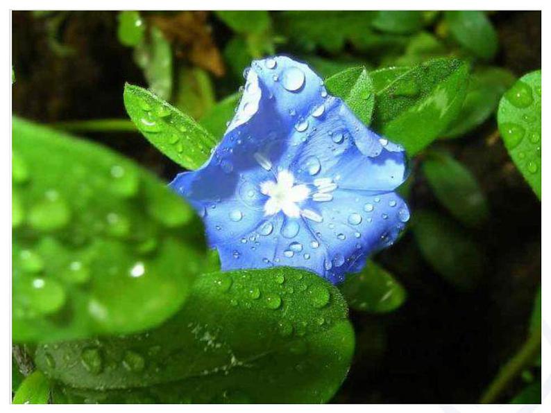 一年级下册音乐课件第二单元《欣赏 春之歌》 人教版   17张第6页