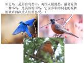 湘艺版小学音乐四下 8.1演唱 知更鸟的歌 课件