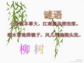 一年级下册音乐课件 第二单元 唱歌 柳树姑娘 人教版   10张