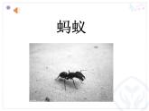 一年級下冊音樂課件 - 第一單元《唱歌　小螞蟻》人教版  14張