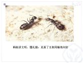 一年級下冊音樂課件 - 第一單元《唱歌　小螞蟻》人教版  14張