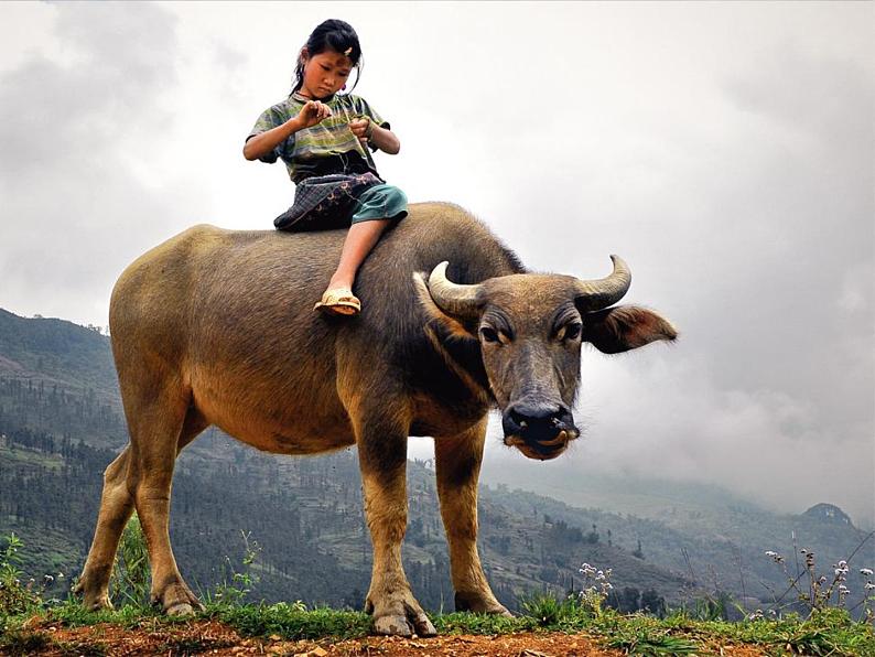 《牧童谣》课件02