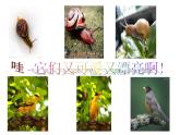四年级下册音乐课件  （简谱） （演唱）蜗牛与黄鹂鸟(2)  湘艺版  12张