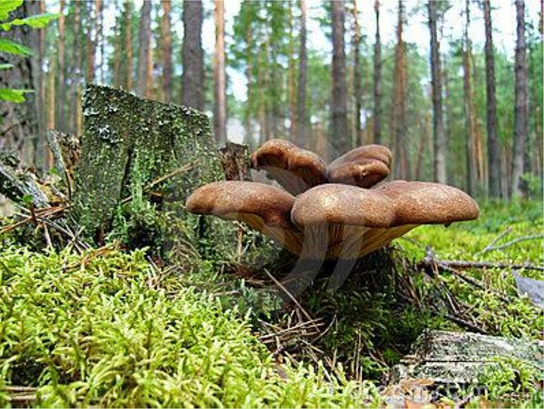 湘艺版音乐三年级下册 第三课 （简谱） （演唱）采山 （课件）（15ppt）第5页