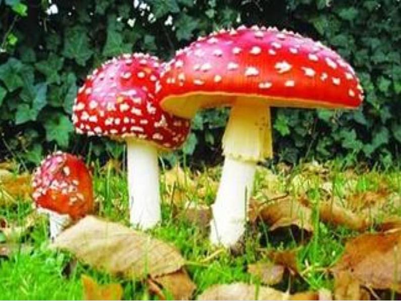 湘艺版音乐三年级下册 第三课 （简谱） （演唱）采山 （课件）（15ppt）第6页