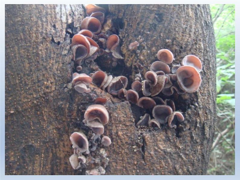 湘艺版音乐三年级下册 第三课 （简谱） （演唱）采山 （课件）（15ppt）第7页