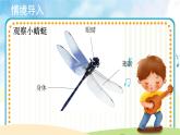 人音五线谱版音乐五上 《小蜻蜓》课件+教案