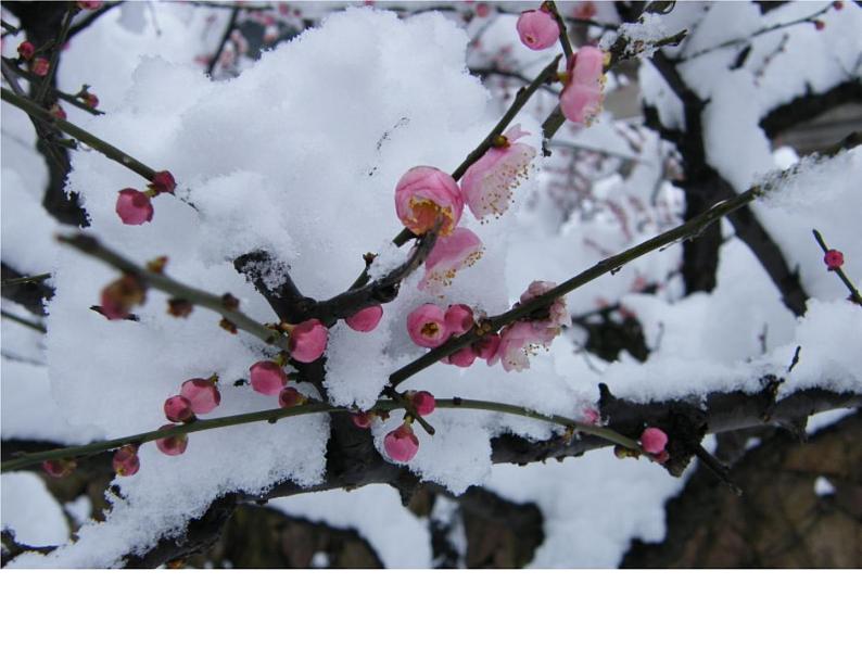 雪花带来冬天的梦1第7页