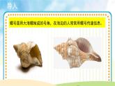 人音五线谱版音乐四上 演唱《小螺号》课件PPT+教案