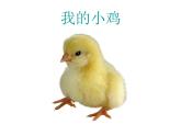 二年級上冊音樂課件第4課聆聽《我的小雞》人音版(簡譜)(2014秋)-(共7張PPT)