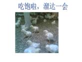 二年級上冊音樂課件第4課聆聽《我的小雞》人音版(簡譜)(2014秋)-(共7張PPT)