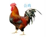 二年級(jí)上冊(cè)音樂(lè)課件公雞-母雞-2人音版(簡(jiǎn)譜)(2014秋)