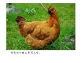 二年級(jí)上冊(cè)音樂(lè)課件公雞-母雞-2人音版(簡(jiǎn)譜)(2014秋)