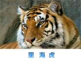 二年級(jí)下冊(cè)音樂課件《老虎磨牙》1-人音版(簡(jiǎn)譜)-(共10張PPT)