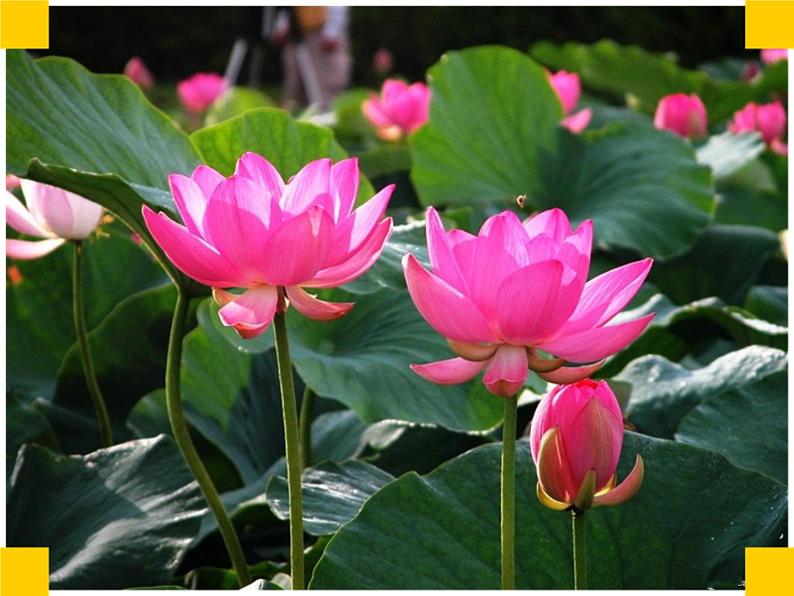 二年级下册音乐课件第2课聆听《中国少年先锋队队歌》-人音版(简谱)(2014秋)-(共21张PPT)03