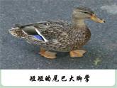 苏少版音乐一上 《嘎嘎小鸭子》课件PPT+素材