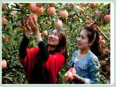 苏少版音乐一上 《摘苹果》课件+素材