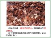 苏少版音乐一上 《小蚂蚁搬米粒》课件+素材