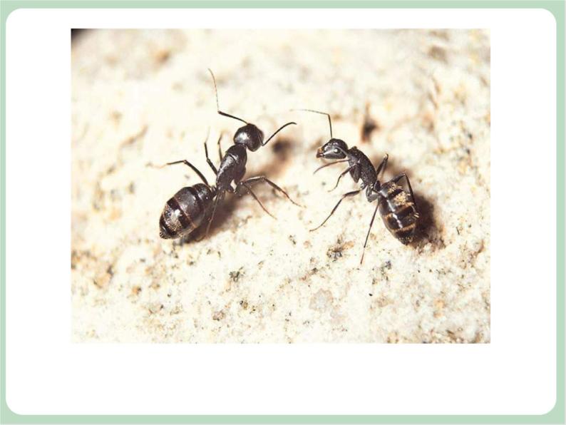 《小蚂蚁搬米粒》课件 素材04