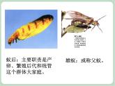 苏少版音乐一上 《小蚂蚁搬米粒》课件+素材