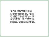 《大白象》课件