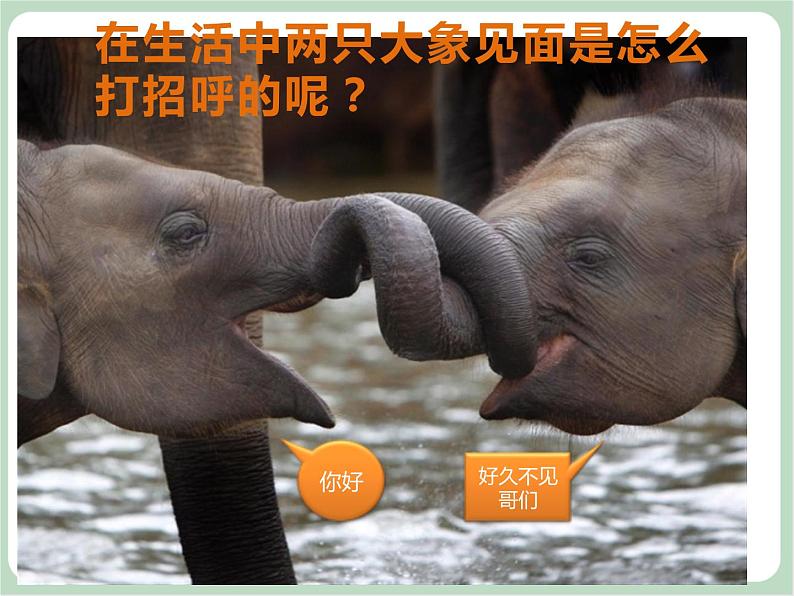 《两只小象》课件02