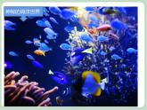 《水族馆》课件