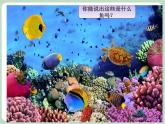 《水族馆》课件