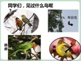 苏少版音乐三上 《大鸟笼》课件