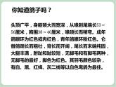 苏少版音乐三上 《歌表演（白鸽）》课件