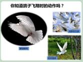 苏少版音乐三上 《歌表演（白鸽）》课件