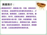 苏少版音乐六年级上册 《跳蚤之歌》课件