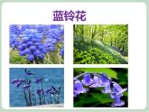 苏少版音乐六年级上册 《苏格兰的蓝铃花》课件