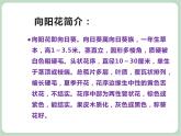 苏少版音乐六年级上册 《向阳花》课件