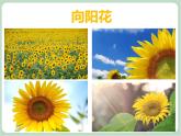 苏少版音乐六年级上册 《向阳花》课件