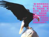 苏少版音乐五上 《飞驰的雄鹰》课件