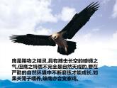 苏少版音乐五上 《飞驰的雄鹰》课件