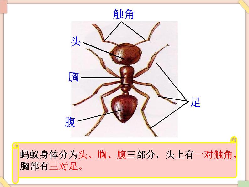 接力版小学音乐二年级上册1.4《蚂蚁短，蚂蚁长（齐唱）》课件第3页