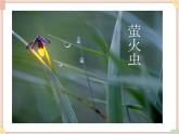 接力版小学音乐三年级上册2.4《萤火虫》课件