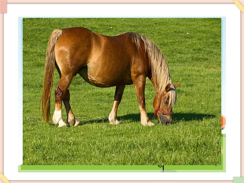 接力版小学音乐四年级上册3.4《山道弯弯见矮马》课件第4页