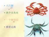 二年级上册音乐课件－10.1螃蟹歌 ｜花城版