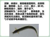 苏少版4上音乐 第三单元《捉泥鳅》课件+教案+音视频+简介