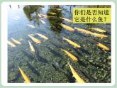 苏少版4上音乐 第六单元《鳟鱼》课件+教案+音视频+简介