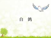 三年级上册音乐课件-第六单元-白鸽-｜人教新课标(2014秋)-(共12张PPT)