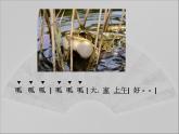 三年级上册音乐课件-第六单元-大树桩你有几岁-｜人教新课标(2014秋)-(共21张PPT)