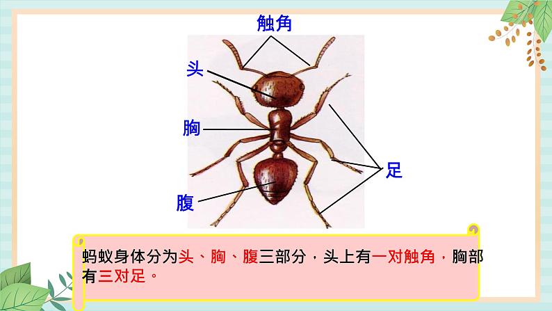 西师大音乐二上 第3单元：欣赏《蚂蚁》课件+音频03