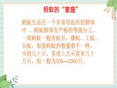 西师大音乐二上 第3单元：欣赏《蚂蚁》课件+音频