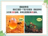 西师大音乐二上 第3单元：欣赏《蚂蚁》课件+音频